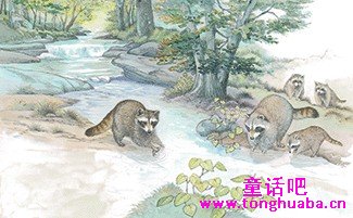 小浣熊捉虾