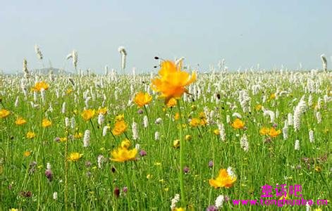 原野上的花