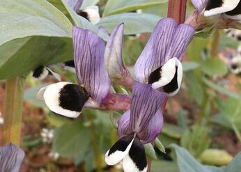 蚕豆花儿