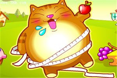 永远吃不饱的猫2
