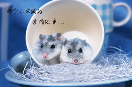 两只老鼠的爱情故事 两只老鼠的爱情故事