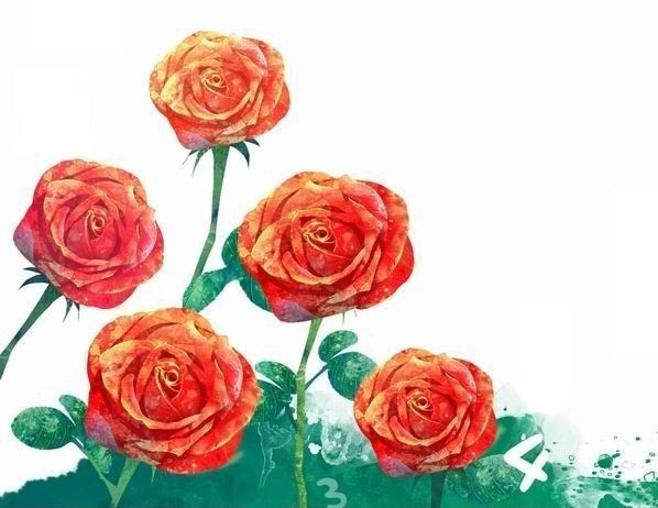 玫瑰花的抱怨的故事2